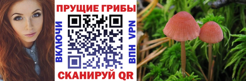 Псилоцибиновые грибы ЛСД  продажа наркотиков  Суздаль 